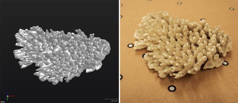 3D_Scanning_Real_Coral