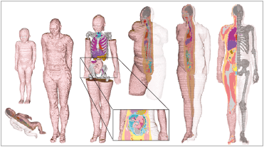 Complete set of CST Studio Suite Voxel Family models, showing the range of ages and body shapes available.